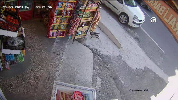 Bakkaldan cips çalan karga suçüstü yakalandı! Etrafı kolaçan etti paketi alıp kaçtı - Resim: 3